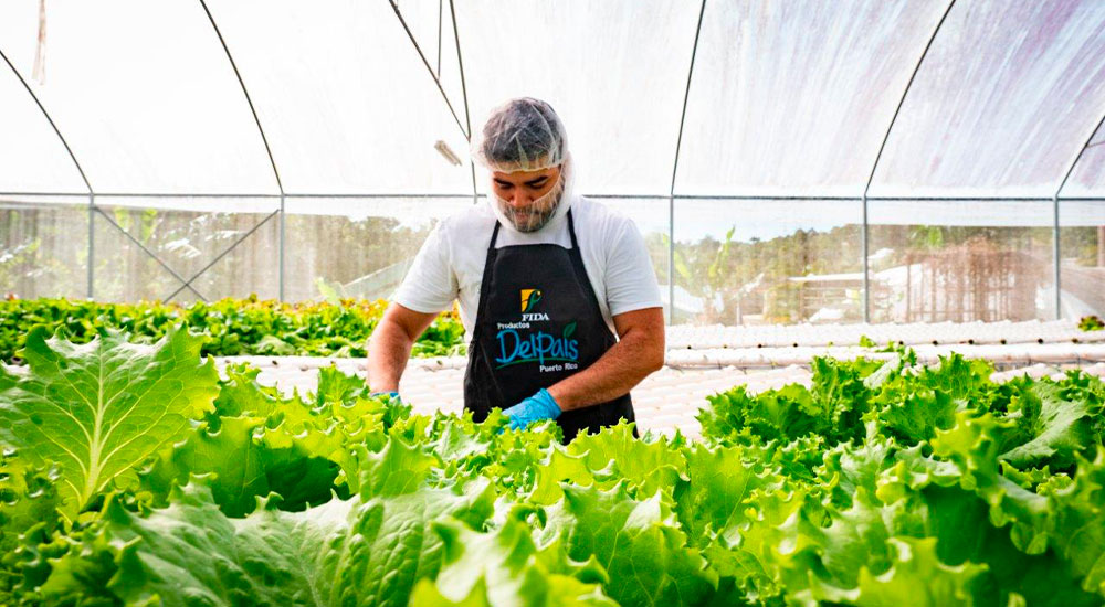 Triple-S Foundation donates $250,000 to support food security